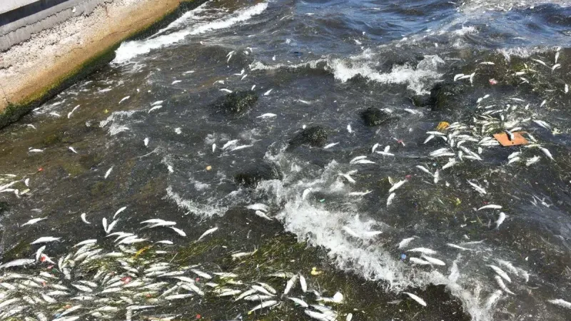 İzmir Körfezi’nde balık ölümleri tekrar başladı!