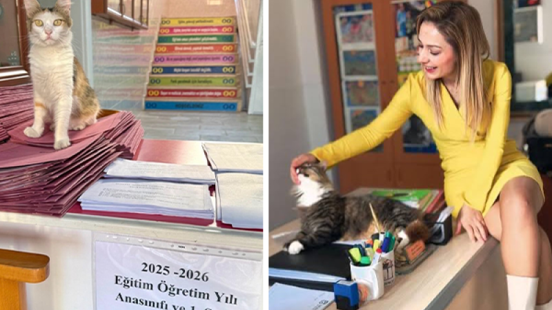 Bayraklıdaki hayvansever okul kodeli sağlık ve hijyen tartışmalarını beraberinde getirdi